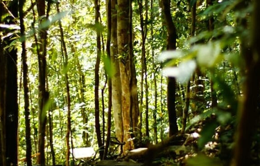 Hutan larangan adat Rumbio