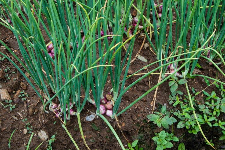 Ilustrasi tanaman bawang merah, menanam bawang merah.