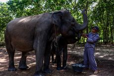 Diserang Gajah Liar, Asisten Mahout Dilarikan ke Rumah Sakit