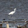 Mengapa Burung Kuntul Suka Mengerubuti Petani Saat Membajak Sawah?