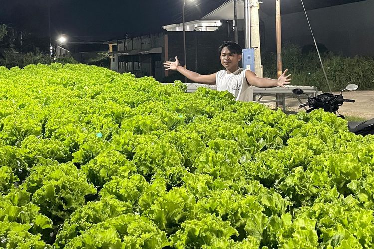 Sulap Bekas Kandang Kuda Jadi Kebun Selada, Pemuda Sumenep Kantongi Jutaan Rupiah