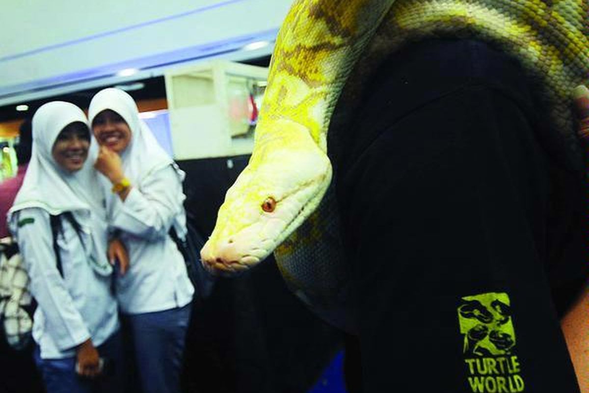 Pengunjung melihat pameran reptil di Plaza Tunjungan, Kota Surabaya, Jawa Timur,  beberapa waktu lalu. Reptil adalah salah satu jenis hewan  peliharaan yang cukup digemari.