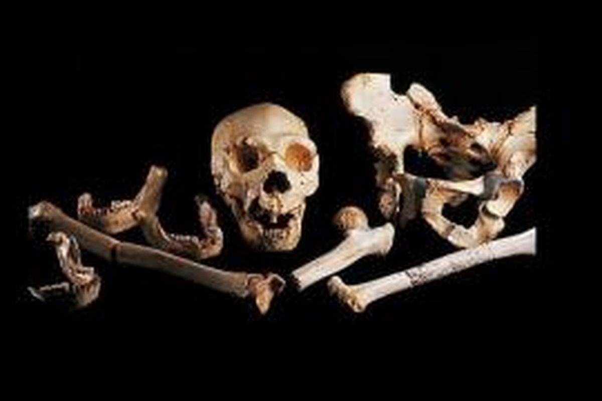 Ilmuwan temukan DNA manusia tertua, berusia 400.000 tahun.