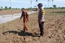 8,27 Hektar Tanaman Bawang Milik Petani di Manggarai Timur Rusak akibat Banjir