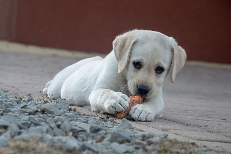 Ilustrasi anjing makan kotoran.