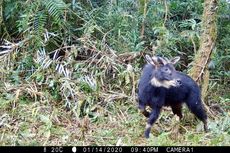 Kambing Hutan Sumatera yang Hampir Punah Terekam Kamera Jebak di Lampung