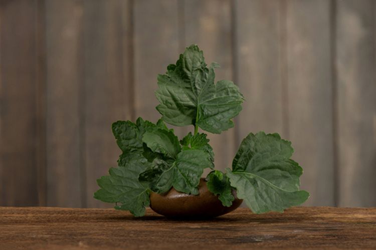 Tanaman nilam penghasil minyak atsiri