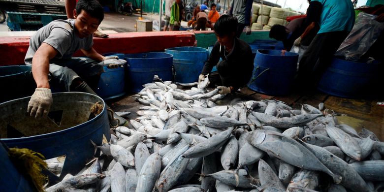 Bongkar Hasil Tangkapan - Pekerja membongkar ikan cakalang hasil tangkapan sebuah kapal penangkap ikan samudera di Pelabuhan Perikanan Samudera Nizam Zachman, Muara Baru, Jakarta, Rabu (5/2/2014). Ikan-ikan tersebut delanjutnya dibawa ke pabrik pengolahan ikan untuk sebelum diekspor dalam bentuk olahan.