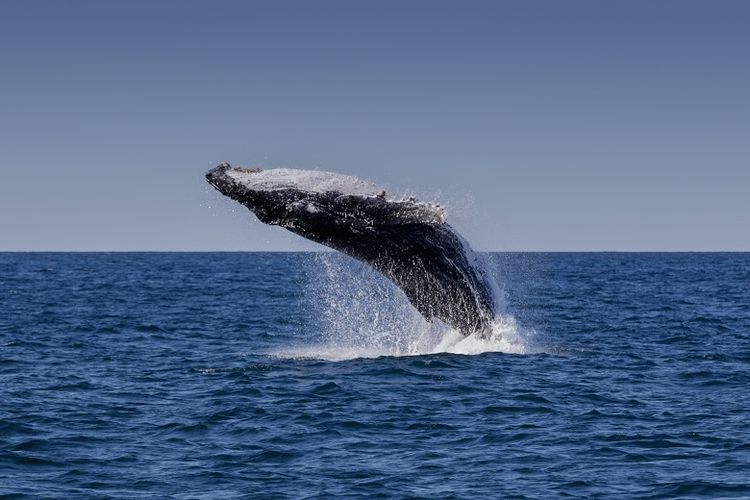 Ilustrasi paus bungkuk melompat ke permukaan air.