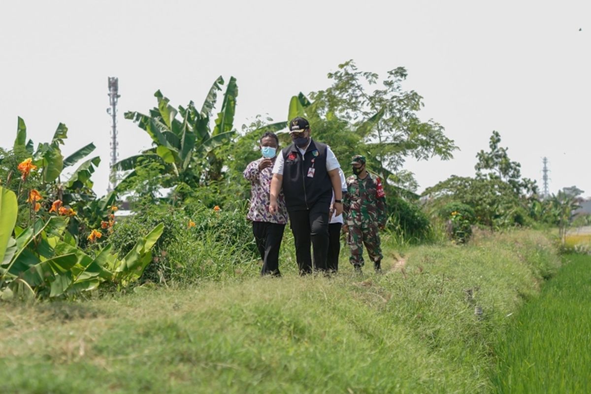 Bupati Kediri Hanindhito Himawan Pramana menghadiri acara panen sistem mina padi perdana di Desa Sambirejo, Kecamatan Gampengrejo, Kabupaten Kediri, Rabu (3/11/2021). 