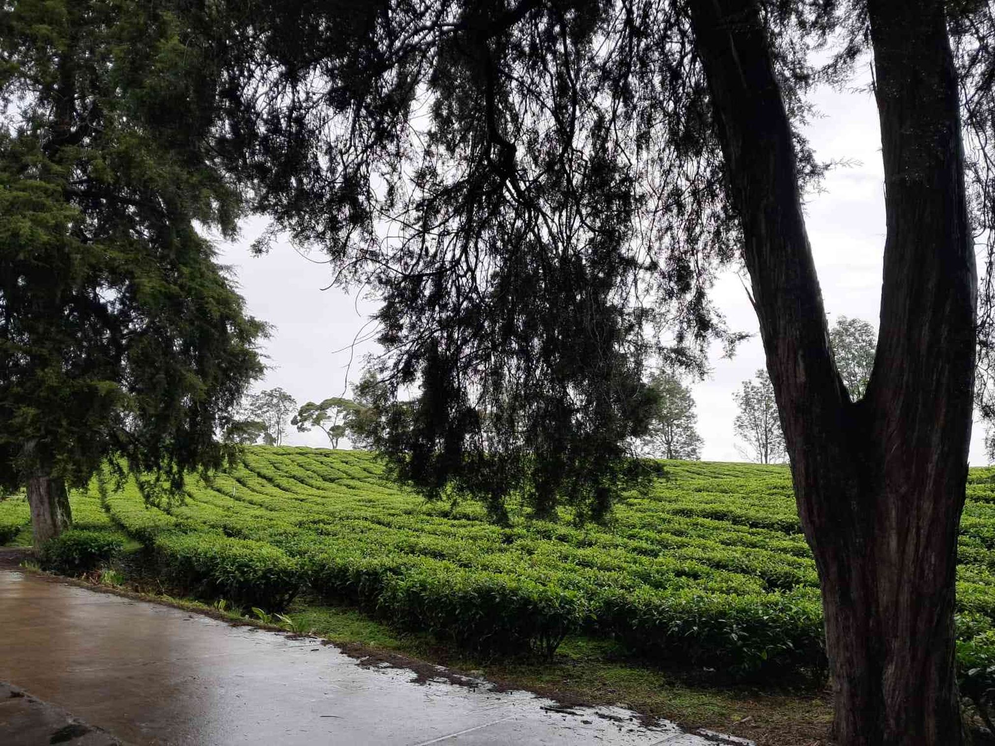 Perkebunan teh Pangalengan selepas hujan (dokumen pribadi)