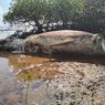 Bangkai Paus Terdampar di Pulau Masakambing Sumenep, Ditemukan karena Bau Menyengat