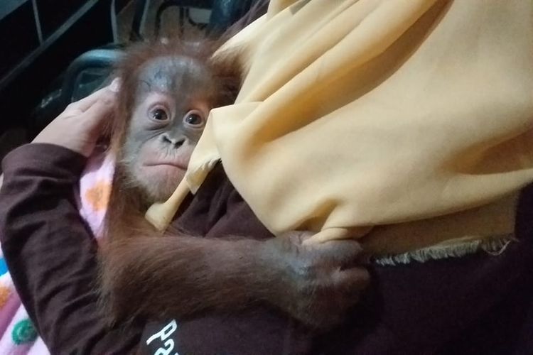 Salah satu bayi orangutan yang diselamatkan dari pelaku penyelundupan di Kota Dumai dibawa ke BBKSDA Riau, Rabu (26/6/2019). 