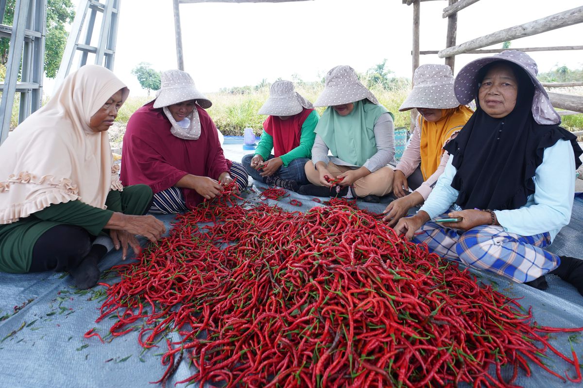 Cabai merah hasil panen kelompok tani di Bangka Tengah, Kepulauan Bangka Belitung, Kamis (7/12/2023).