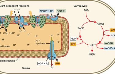 Perbedaan Reaksi Terang dan Reaksi Gelap Halaman all - Kompas.com