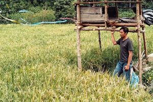 Hidup Pas-pasan tetapi Masuk Desil Kategori Sejahtera, Warga Bener Meriah: Ini Ibarat Musibah bagi Kami