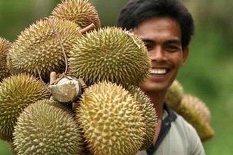 Ilustrasi: durian. 