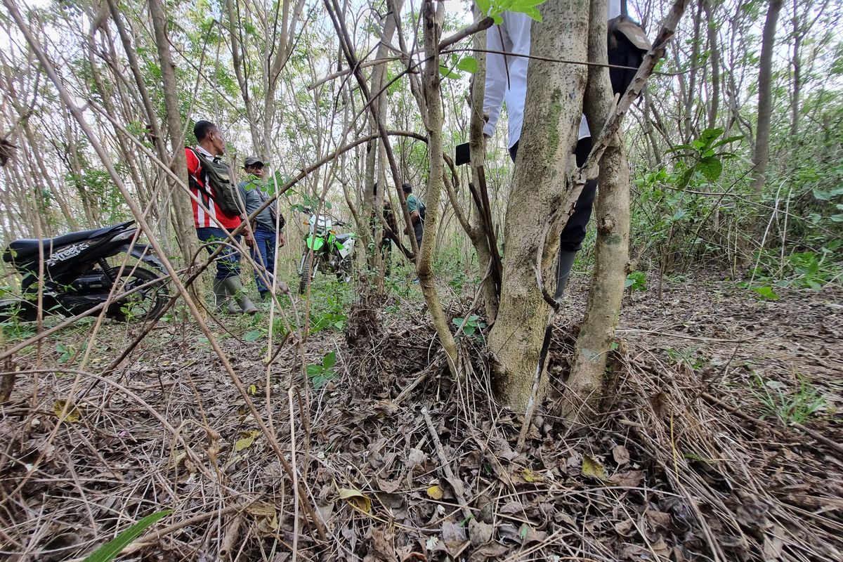 Tanaman gamal di petak hutan yang dikelola Perum Perhutani Kesatuan Pemangkuan Hutan (KPH) Purwodadi di Kecamatan Ngaringan, Kabupaten Grobogan, Jumat (2/8/2024). 