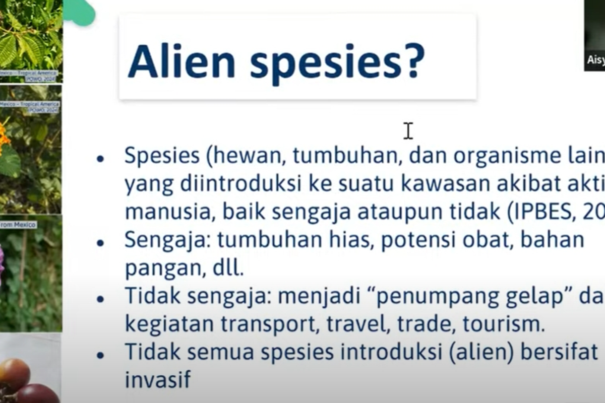 Peneliti Pusat Riset Ekologi dan Etnobiologi BRIN, Aisyah Handani memberikan materi dalam webinar Awasi dan Kenali Spesies Invasif Asing yang digelar Biodiversity Warriors, Jumat (17/5/2024). 
