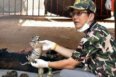 Wisata Satwa Thailand Dinilai Kejam oleh Para Aktivis Hak-hak Binatang