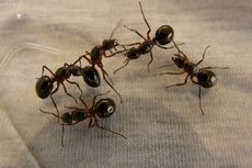 Tips Menyingkirkan Semut di Rumah Tanpa Harus Membunuhnya