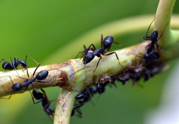 7 Cara Mengusir Semut di Pot Tanaman dan Mencegahnya Kembali