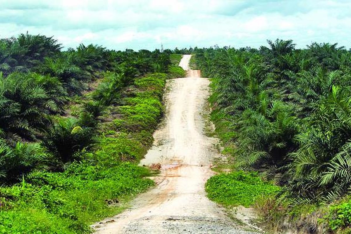 Perkebunan kelapa sawit banyak ditemui di Kabupaten Kutai Barat, Kalimantan Timur. Umumnya perkebunan yang difoto pada Minggu (18/12) itu dimiliki dan dikelola perusahaan besar.