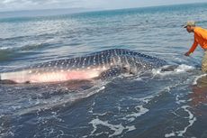 Hiu Tutul Sepanjang 6 Meter Terdampar di Pantai Selatan Jember  