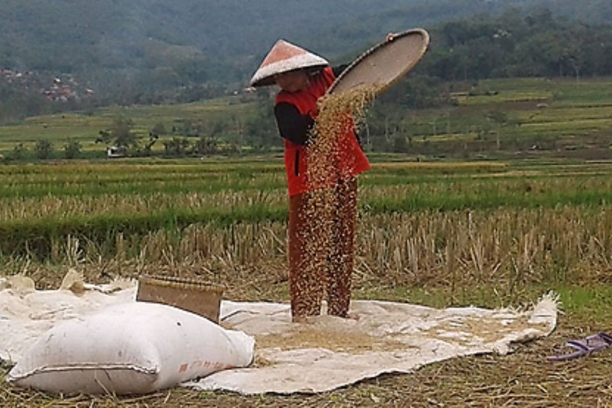 Petani tengah memisahkan gabah kering hasil panennya di sawah beberapa waktu lalu. Lahan pertanian di wilayah pantura Jawa Barat mengalami kekeringan lebih cepat dibandingkan wilayah lainnya. Memasuki musim kemarau, Indramayu dan Cirebon pada umumnya mengalami kekeringan lebih awal.