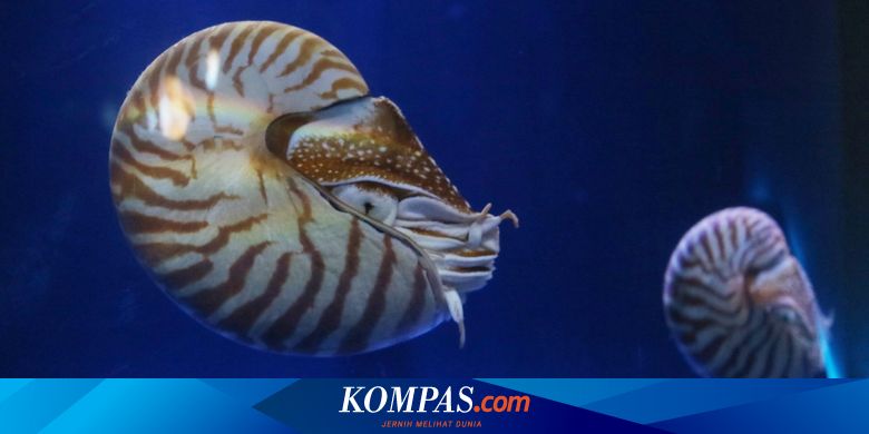 78 Ikan Air Laut Yang Hidup Di Tepi Pantai HD Terbaik
