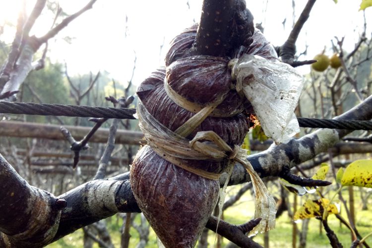 Ilustrasi mencangkok tanaman. 