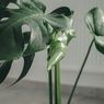 9 Tanaman Hias Pembawa Keberuntungan Menurut Feng Shui