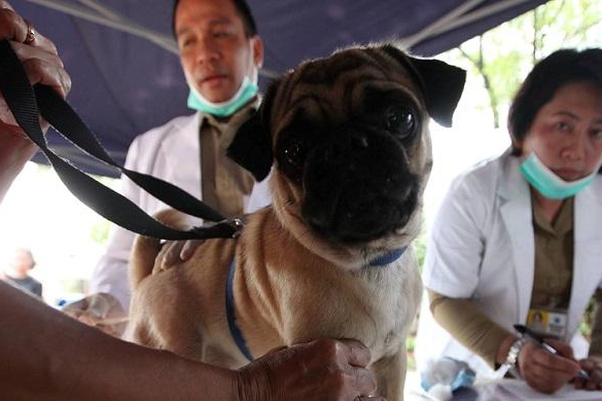 Petugas dari Suku Dinas Peternakan dan Perikanan Kota Administrasi Jakarta Selatan memeriksa kesehatan dan menyutik rabies terhadap anjing piaraan warga di Kecamatan Pesanggrahan, Jakarta Selatan, Rabu (3/9/2014). Kegiatan vaksinasi rabies massal terhadap anjing, kucing dan kera tersebut sebagai upaya menekan kasus rabies atau penyakit anjing gila di DKI Jakarta.