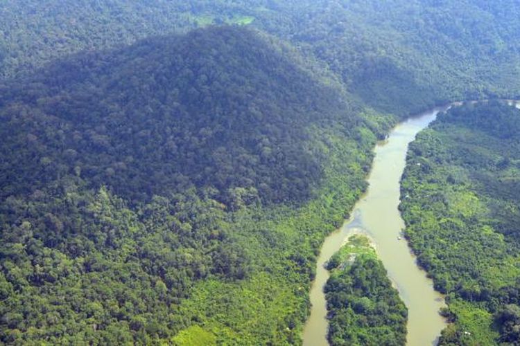 Hutan yang masih cukup lebat di sekitar sungai Mahakam di Kalimantan Timur.