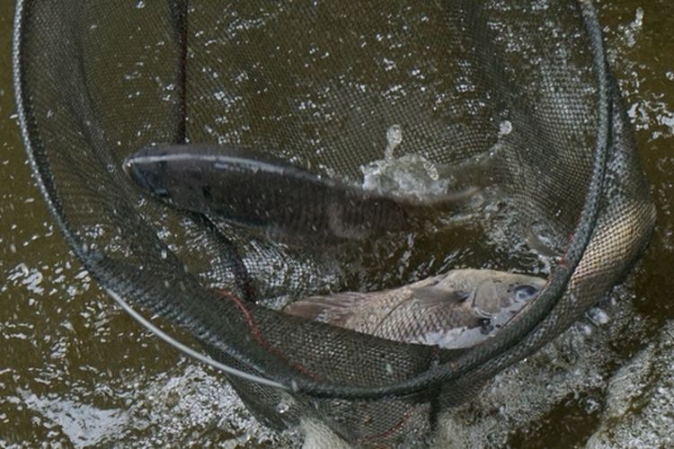 Ilustrasi budidaya ikan gurami di kolam beton. 