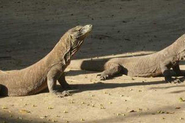 Komodo di Taman Nasional Komodo, Kabupaten Manggarai Barat, Nusa Tenggara Timur.