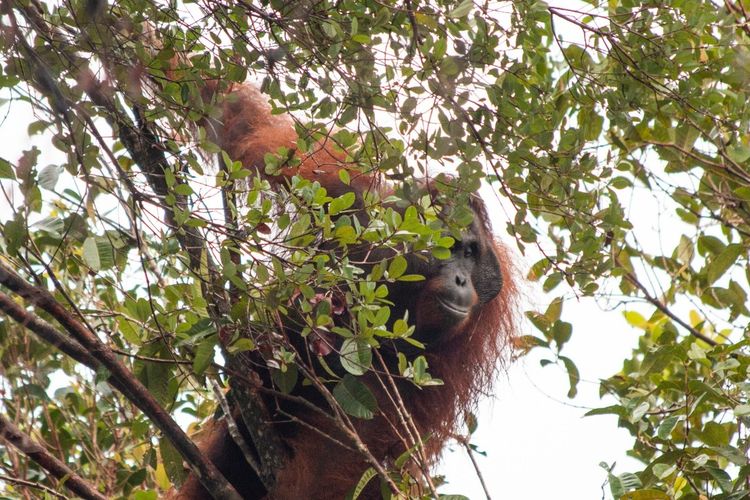 Satu individu orangutan yang terusir dari habitatnya dan ditemukan masuk ke kebun warga di Kabupaten Ketapang, Kalimantan Barat.