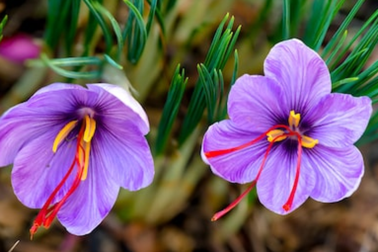 Saffron crocus. Bunga ini dibandrol dengan harga Rp22-28 juta dan menjadi salah satu bunga termahal di dunia.
