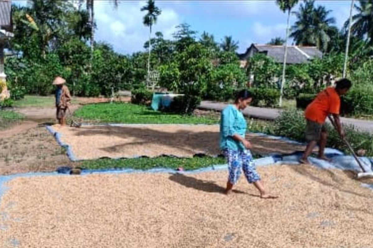 Beberapa petani sedang menjemur gabah.