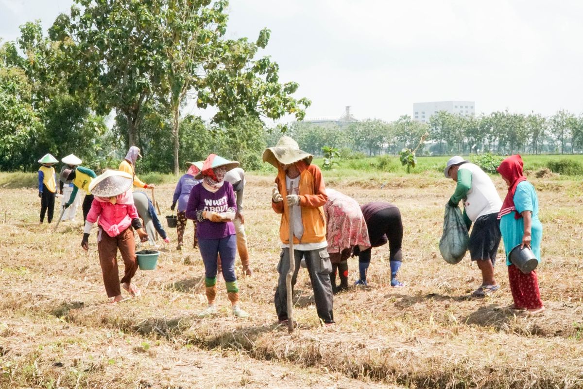 Swakelola lahan oleh PT Sang Hyang Seri di lahan Sukamandi Kabupaten Subang