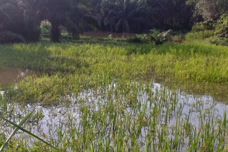 Padi milik petani yang dilanda banjir di Desa Koto Perambahan, Kecamatan Kampar, Kabupaten Kampar, Riau, Jumat (13/12/2019).