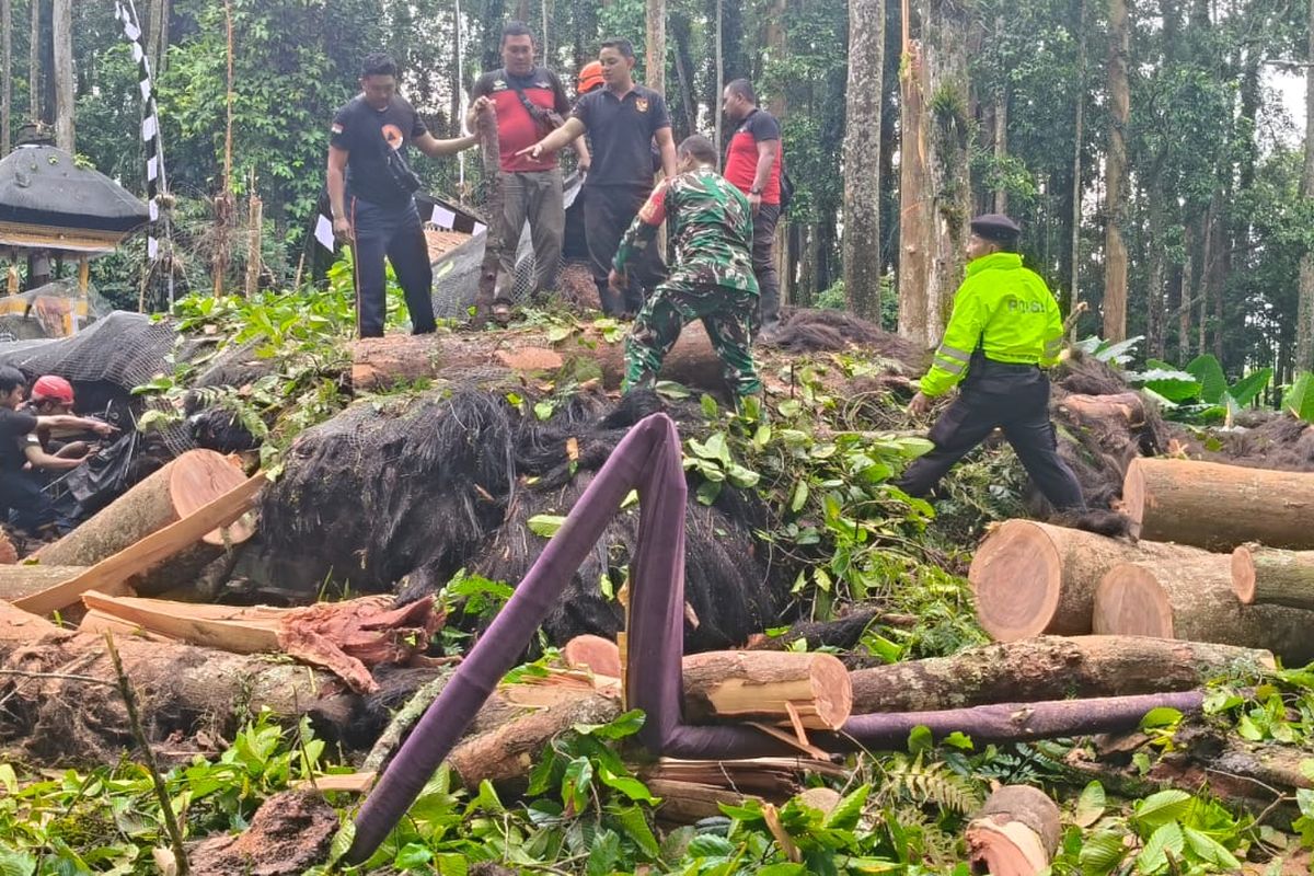 Tragedi Pohon Raksasa