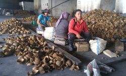 Mentan Sebut Produksi Kelapa Indonesia Terbesar di Dunia