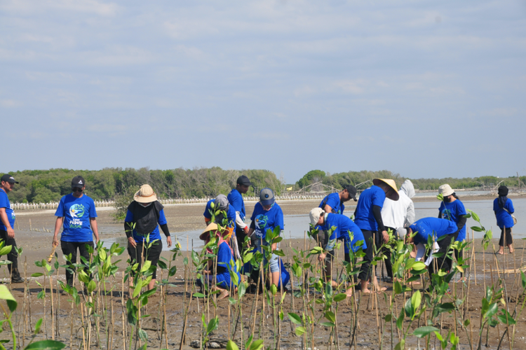 Kino Peduli Alam melakukan kegiatan penanaman 2.500 bibit mangrove di Desa Timbulsloko, Demak, Jawa Tengah.