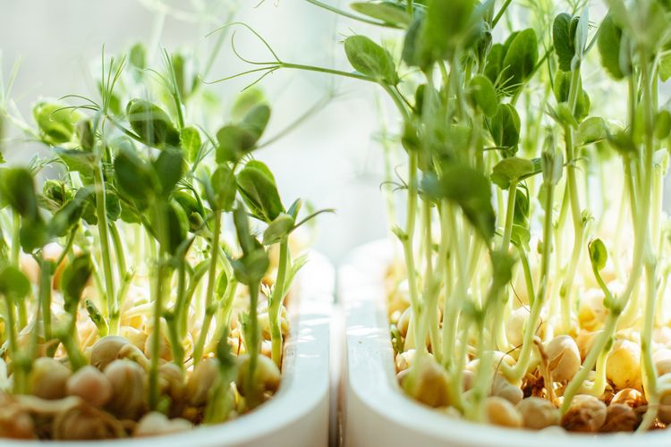 Ilustrasi menanam tauge.