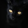 Mengapa Mata Kucing Bersinar dalam Gelap?