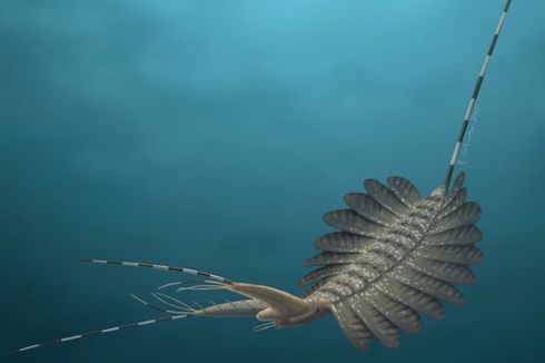 Fosil Otak Monster Laut Ini Ungkap Evolusi Makin Kompleks