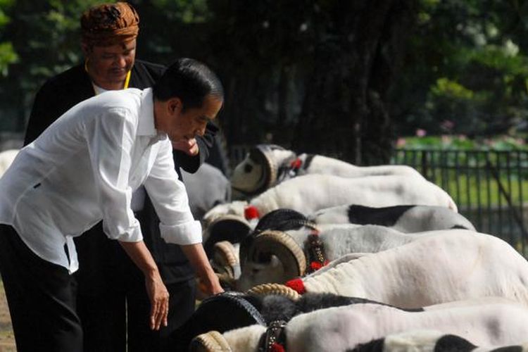 Presiden Joko Widodo saat melihat domba garut milik peternak yang ikut dalam Kontes Domba Garut dan Kambing Piala Kemerdekaan, di Kebun Raya Bogor, Sabtu (27/8/2016).
