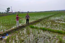 Hendak Cabut Benih Padi, Petani di Blora Tewas Tersambar Petir