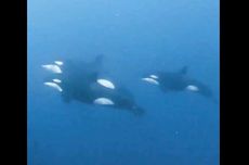 Hewan Apa Itu Orca yang Tertangkap Kamera Penyelam di Laut Sulawesi?